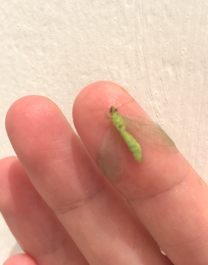 A fair-skinned hand holds a small dead green winged insect.