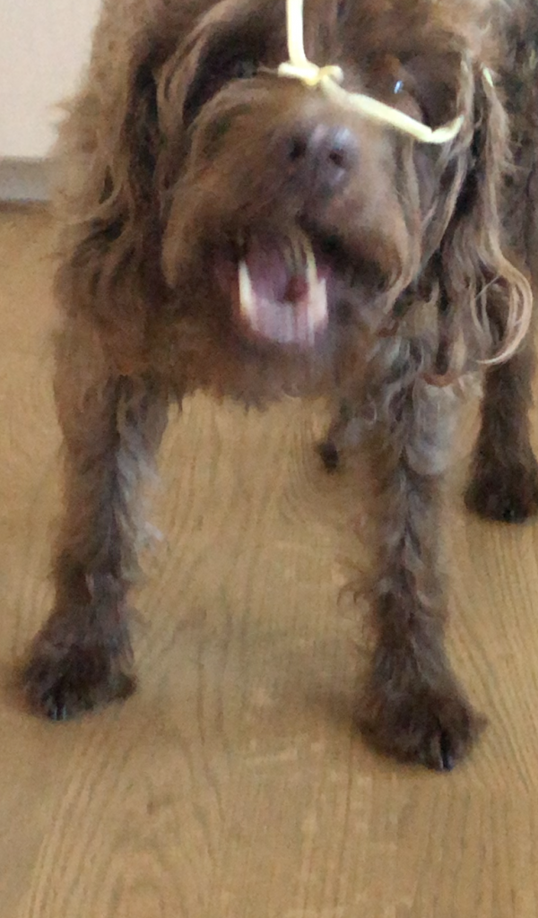 Image of a brown dog, blurry and in motion, struggling to eat cooked spaghetti off its face.