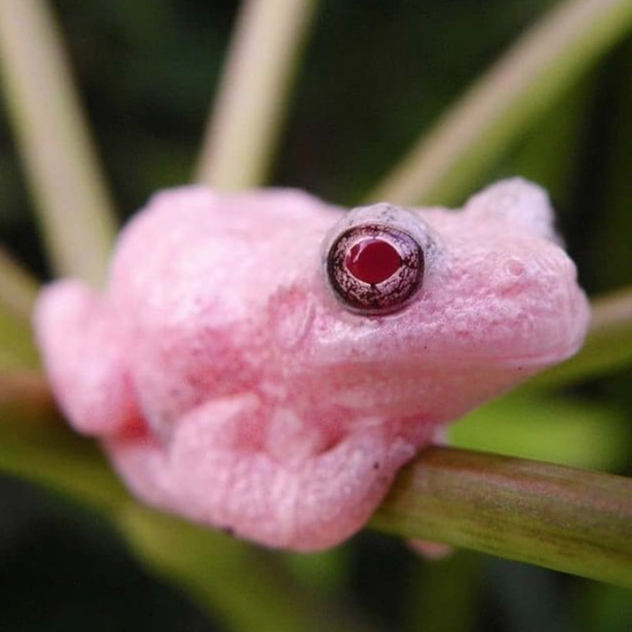 Close-up of a really cool-looking frog sitting on a plant stem. The frog has baby-pink pastel-colored skin and blood-red eyes.