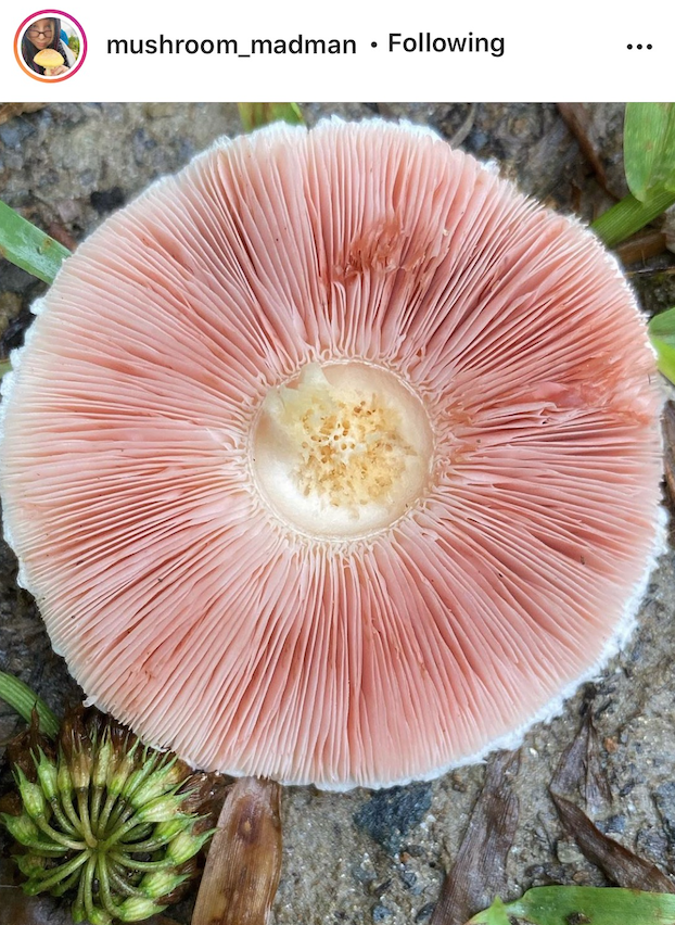 This is a post from instagram. It is of the gills of a pink, grapefruit-colored mushroom.