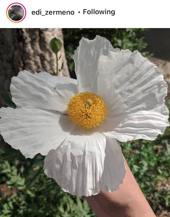 This is a picture from an instagram post from "edi_zermeno". It is a big beautiful flower with white petals and a little yolk-colored center with tiny flower tendrils poking out from its center.