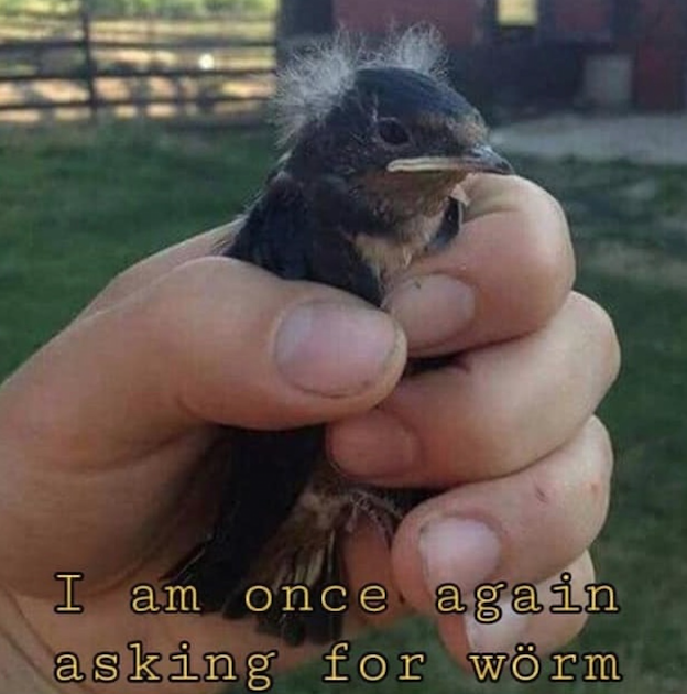 Meme featuring  a little bird being held in someone's hand. They have bits of fluffy feathers on their otherwise featherless head. The bottom text reads: "I am once again asking for worm"