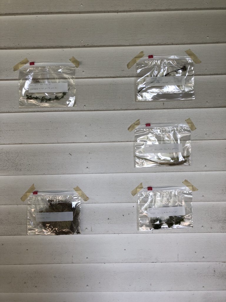 Little plastic bags taped to a wall with different moss samples inside.