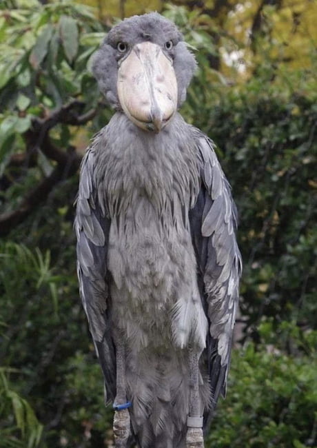 A sweet and mildly alarming-looking bird. It has gray feathers and a wonderfully large and wide bill and its eyes are looking straight at the viewer. This bird really looks like a person in a well-produced duck-costume.