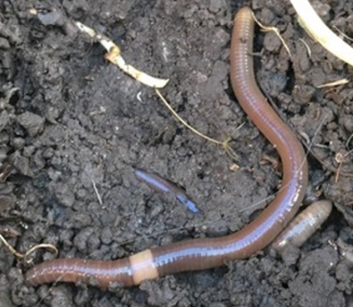 A big old thick earth wormy worm is slithering through soil. Other smaller worms are visible, too.