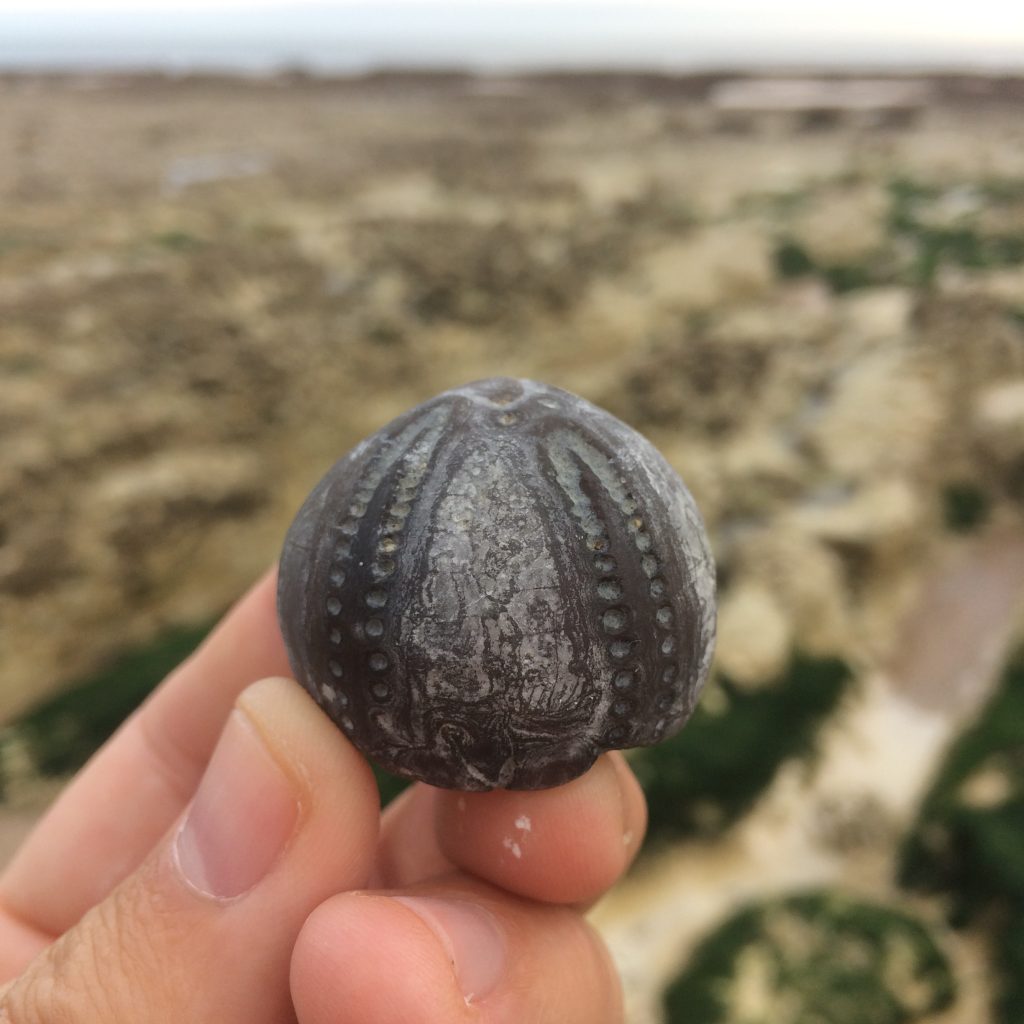 A colour photo of a hand holding a fossilised sea urchin. The fossil is around 2 or 3 times the size of the thumb that helps hold it up to the camera. It is grey in colour with 2 rows of small dimples that traverse the surface on opposite sides towards central point at the fossil's top. The surface of the fossil is mottled with different tones of chalky white and grey. The hand that holds it has smudges of chalk on it's fingers. The background is out of focus but looks like a rocky beach, green seaweed, dirty chalk. 