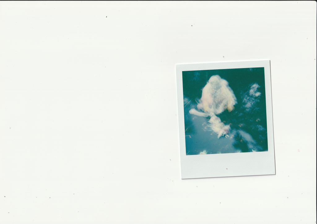 polaroid of a fuzzy or monstrous figure in the water 