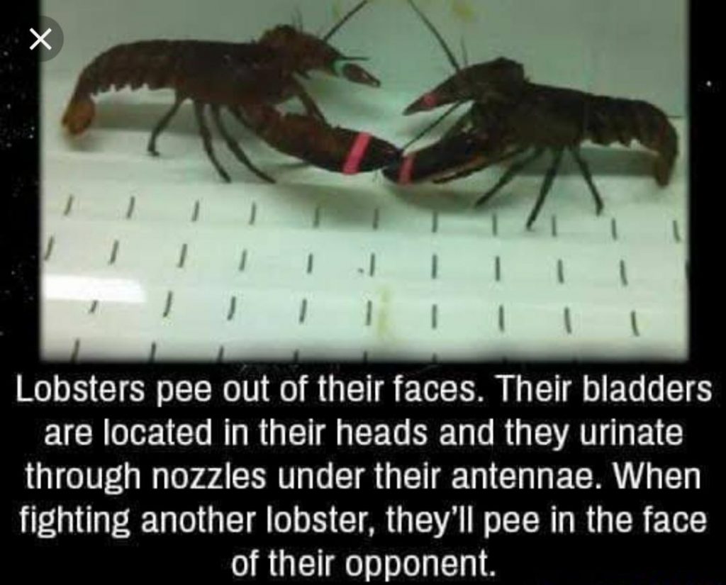 An infographic image with a photo of two lobsters in what looks like a white tank with their pincers held shut by red and green rubber bands. They are facing each other. Underneith there is white text on a black background which says, 'Lobsters pee out of their faces. Their bladders are located in their heads and they urinate through nozzles under their antennae. When fighting another lobster, they'll pee in the face of their opponent.'