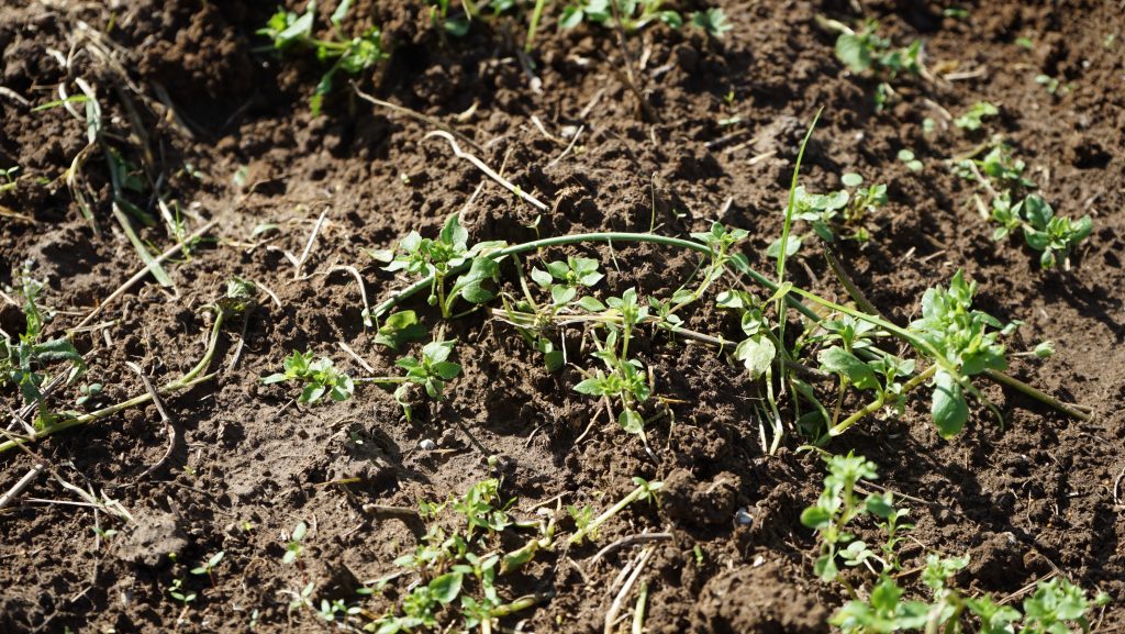 A digital photograph in colour. It is a micro photo because it focuses on very tiny objects: a close up of dark brown soil that looks like clay and tiny green sprouts coming out of it. 