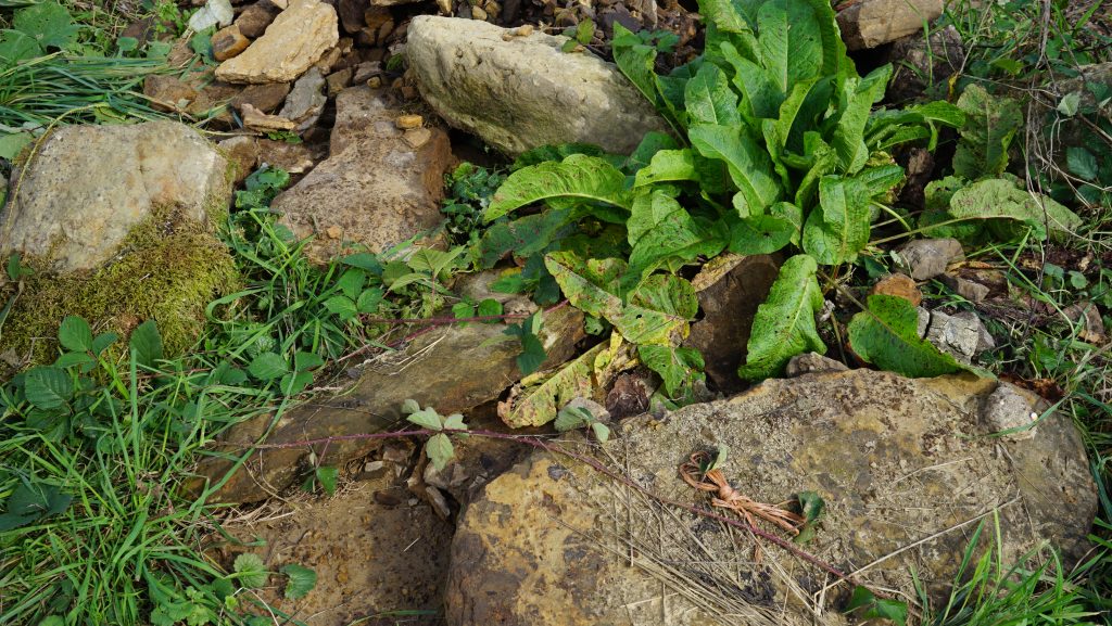 Digital photograph in colour. The colour palette is mostly shades of green (leaves, plants, weeds, moss) and grey (rocks, stone slabs, dead grass). Different rocks and broken stone slabs pile up on top of each other, while grass and weeds grow in between. The photo was taken from a squatting position, so a bit of a higher-up angle. Overall, it strikes me as a harmonic image that invites the viewer's eyes to traverse the surface of the photograph. 