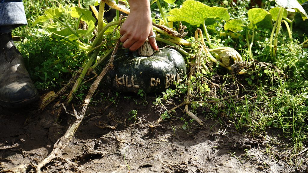 A digital photograph in colour. At the centre is a white hand with a silver ring lifting up a green pumpkin that has the words "KILL DA BILL" popping out of its flesh. Next to the pumpkin you can see Rosa's boot and at the bottom of the image you can see wet luscious clay-like rich sparkly soil.