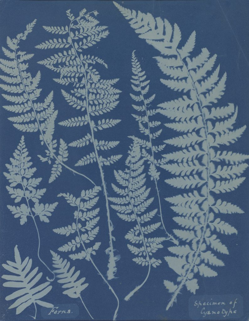 Anna Atkins cyanotype print which has a blue background and white outline of 9 ferns on top.
