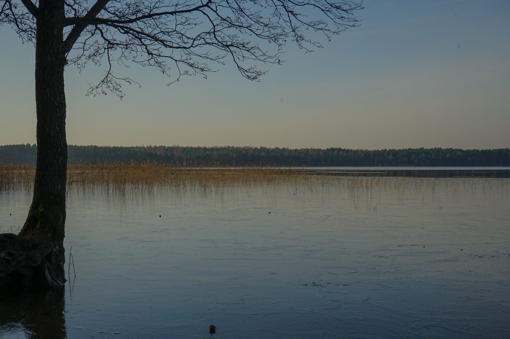 image of the frozen lake with a forest in the distance on the other end of it. and a silhouette of a tree growing out of the water (while actually it probably is at the very edge of the lake's shore)
