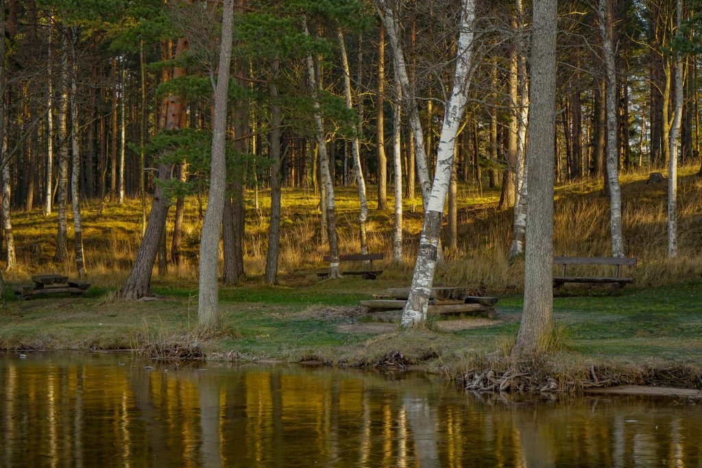 this image shows the type of tree that grow around the lake. mostly pines with some birch trees.