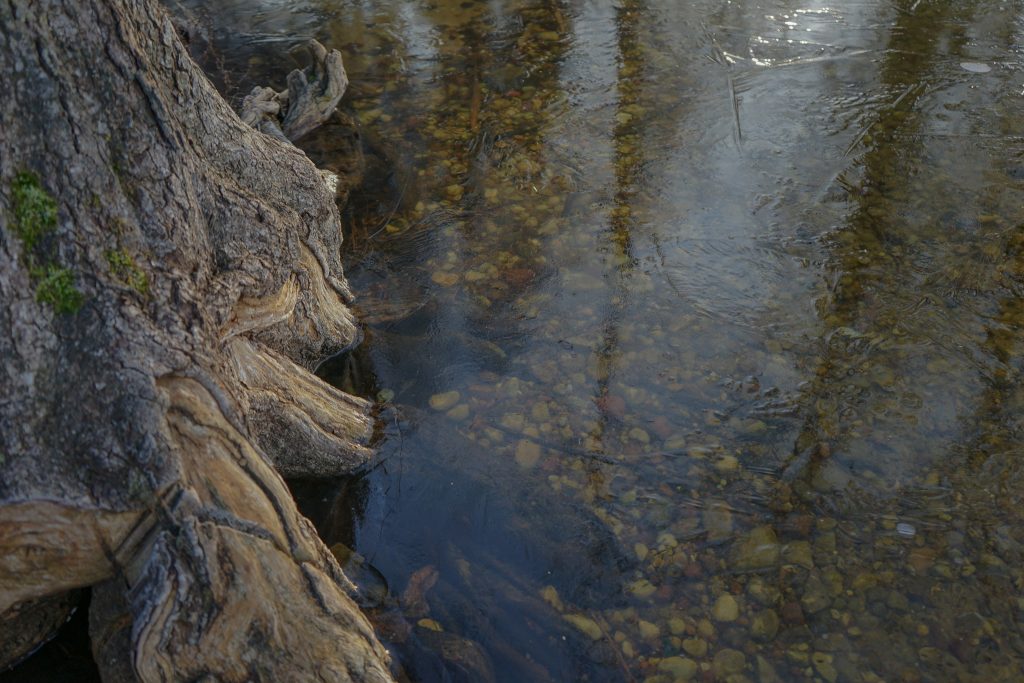 roots of a tree under the frozen surface of the lake, submerged in water.