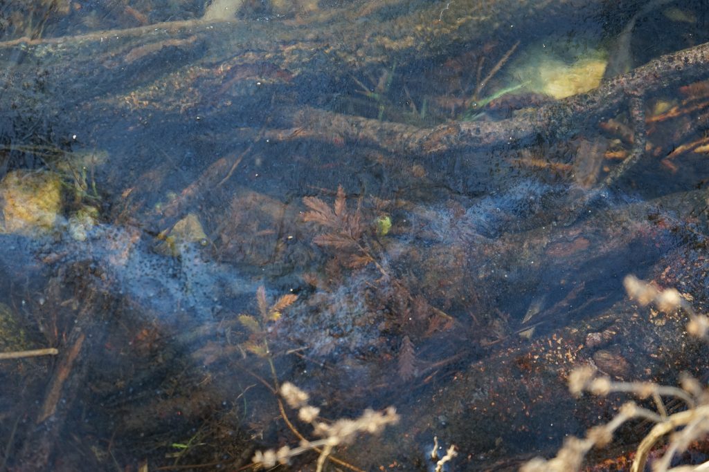 Image of twigs, leaves and pebbles at the bottom of the lake, under the shiny layer of ice.