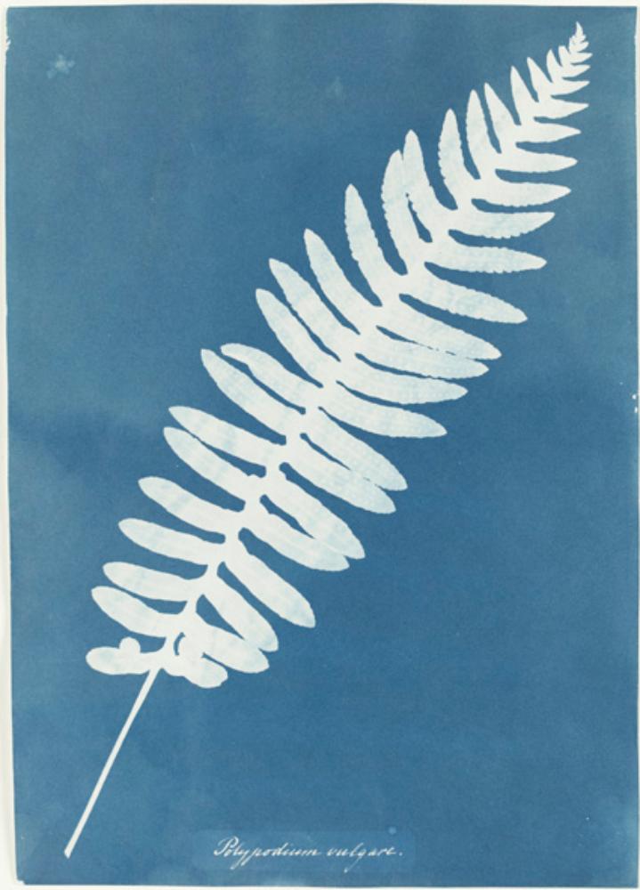 Anna Atkins cyanotype print which has a blue background and white outline of a leaf on top