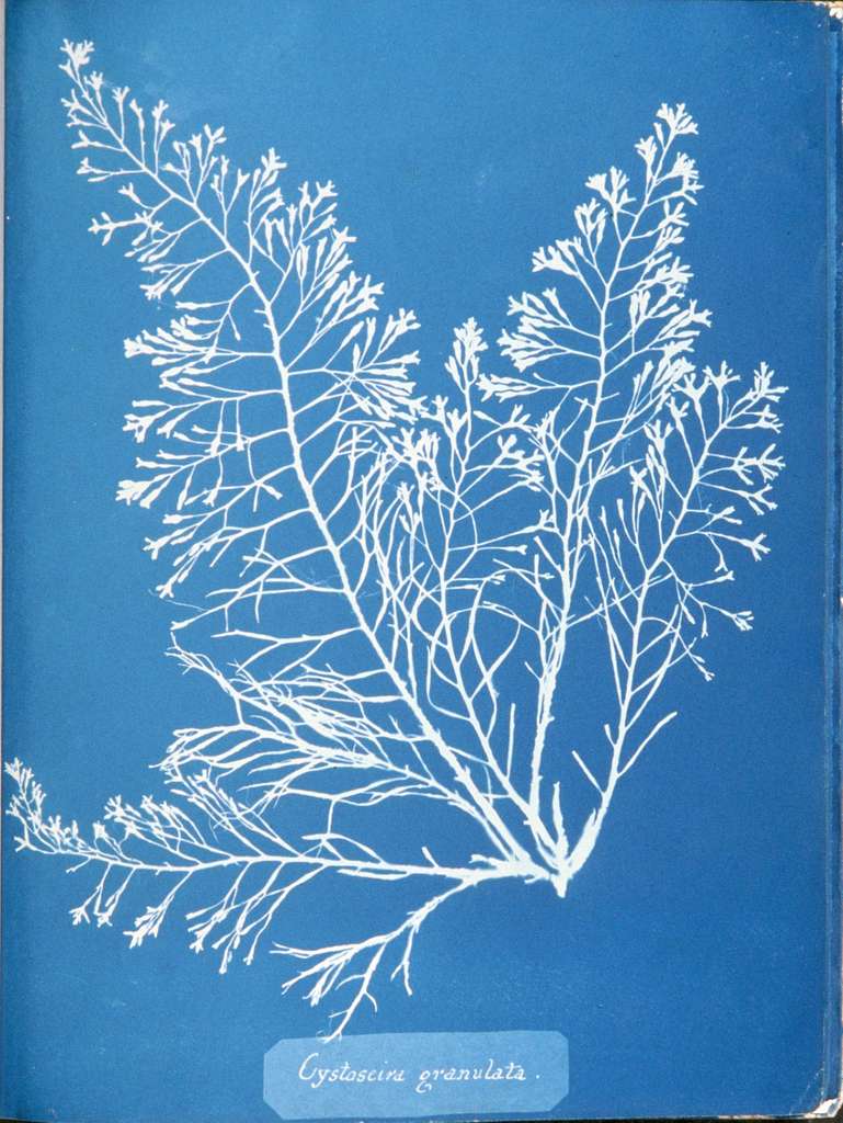Anna Atkins cyanotype of a leaf. A cyanotype is blue with the outline of the image being a lighter white colour.
