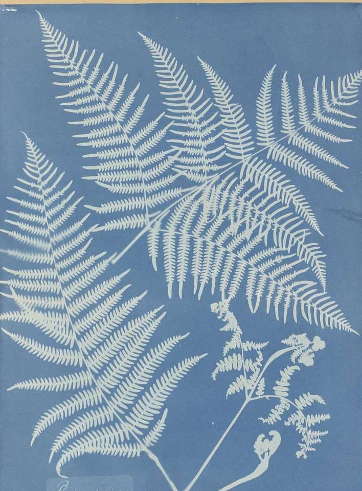 Anna Atkins cyanotype print which has a blue background and white outline of 3 fern leaves on top