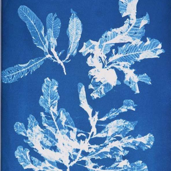 Anna Atkins cyanotype print which has a blue background and white outline of leaves on top. 