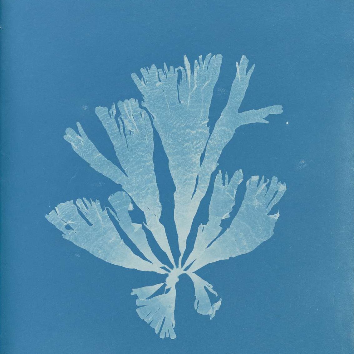 Anna Atkins cyanotype print which has a blue background and white outline of a plant on top