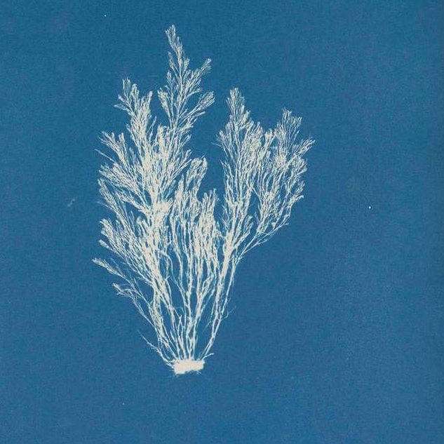 Anna Atkins cyanotype print which has a blue background and white outline of a plant on top