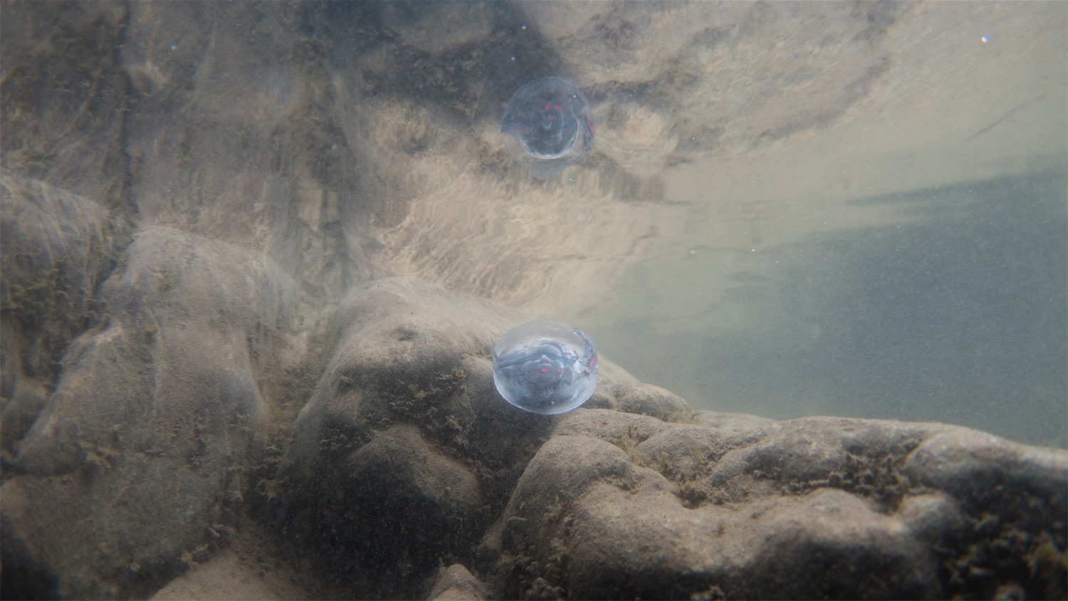 A landscape underwater photograph with muddy browns, sandy yellows, murky greens blues and blood reds. The image is taken from just under the surface of the water where a mirrored like effect can be seen, wavily reflecting the body of water. To the left of the image and gradually elevating diagonally down towards the right bottom of the image are uneven rock formations with crevices that have dark coloured plant life coming through them. In the middle of the image, on top of some of this roc formation is a small disc like object which looks somewhat transparent. It's colour is quite cloudy, yet you can see through it, and it has threads of blue and red randomly spotted through it. Inside this disk is a face. It is the artists face. The angle of the disk is slightly pointed upwards and so under the reflection of the water you can also see the face reflected. This glass disk is a hand made backgammon piece belonging to some of the artists other sculptural works. To the right middle and top of the image is water. The image looks slightly dusty due to the sediments in the water.