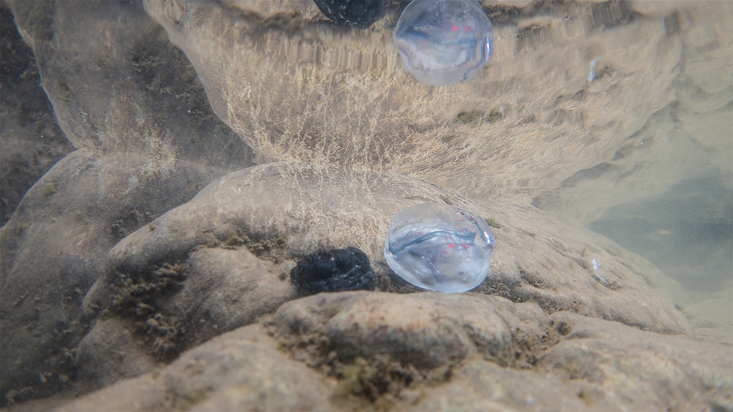 A landscape underwater photograph with sandy yellows and murky greens and browns. As well as rock formations and a reflective underwater skin surface, in this image we can see two separate round disks. One black and one between being cloudy and transparent. In other there are faces. However in the black small glass disk – the size of a 50p piece, the face is producing out. In the cloudy transparent disk, the face is within the piece, hollowed out from within.
Both these disks are hand made from glass and belong to a body of work the artist, Estabrak, is exploring using backgammon as a tool of engagement. These pieces are backgammon pieces made by the artist of her own head.