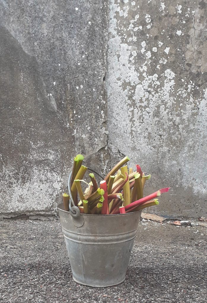 an image of rhubarb stems in a metal bucket, The back ground and ground is concrete and grey