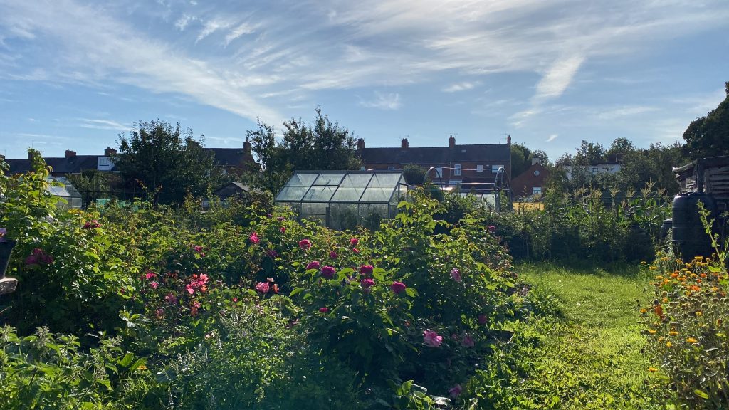 A digital photograph (landscape, colour), of what looks like some kind of garden seen on a sunny day. There is a greenhouse in the corner of the image, with a lawn to the side and a row of red brick terrace houses in the distance. In the foreground is a number of shrubby plants with colourful flowers on them. The scene is bright and beautiful. 