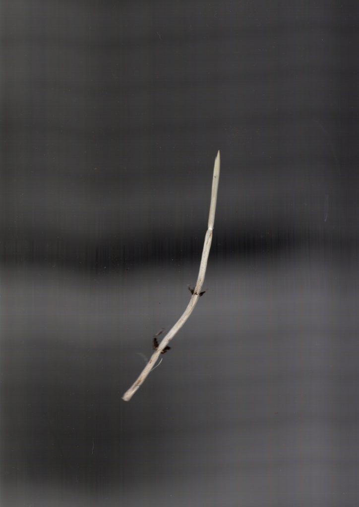 A digital photograph (portrait, colour), of what looks like some kind of organic plant-like material. The bacground is grey/black and the plant material is white with notches of brown/black. It is a single piece of material that ends in a point. It could be the thick root of a plant but it isnt clear. 