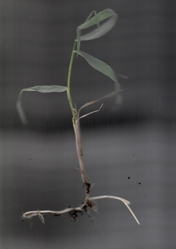 A digital photograph (portrait, colour), of what looks like some kind of organic plant-like material. The background is grey/black and the plant material appears as a single stalk of long grass with large flowy green leaves. There is a small clump of soil at the base and fine roots. It has two sharp roots sticking out at the base, they are bright white and look like runners coming off the main plant. 
