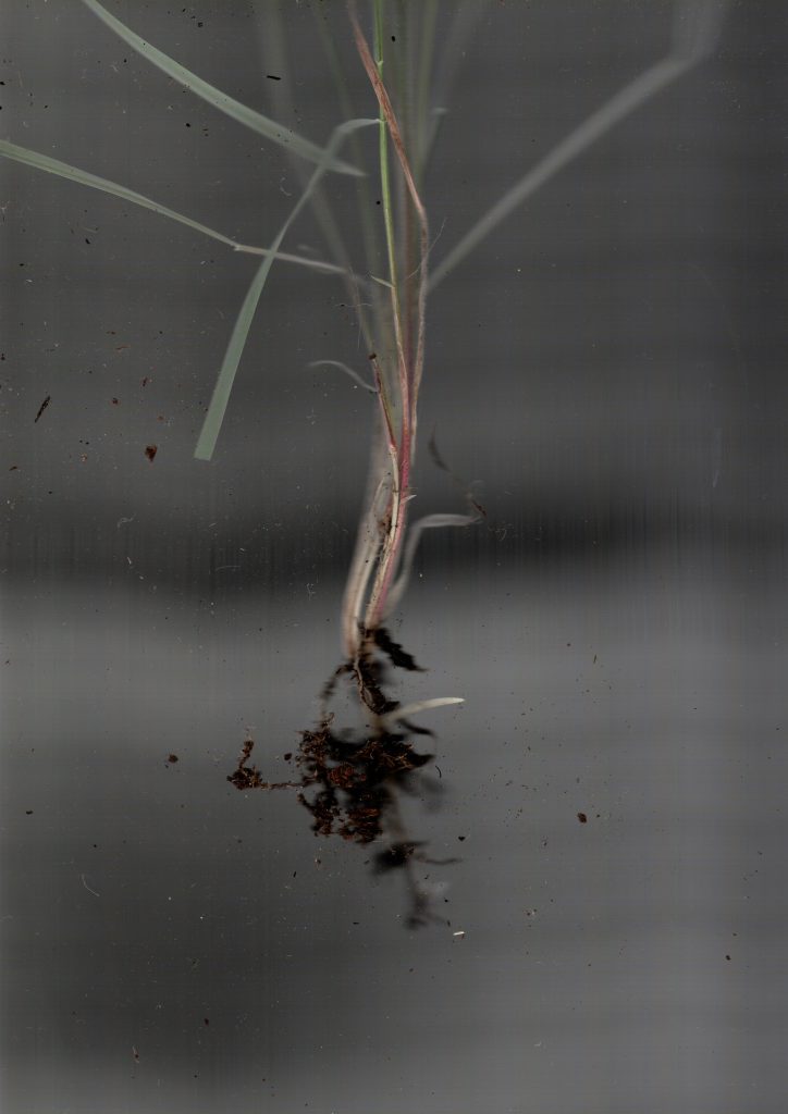 A digital photograph (portrait, colour), of what looks like some kind of organic plant-like material. The background is grey/black and the plant material appears as a small clump of grassy strands in yellow/brown/green/red, with a small clump of soil at the base and fine roots. It has one sharp root sticking out to the right. 