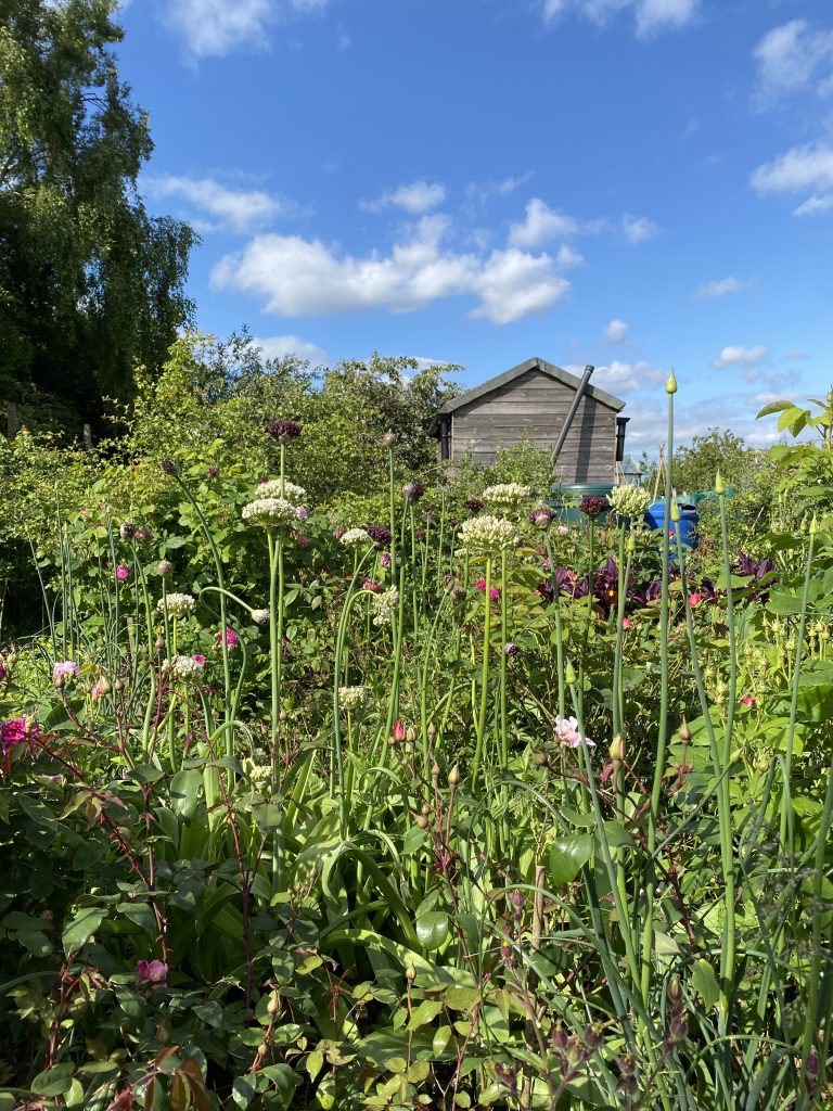 A digital photograph (portrait, colour), of what looks like a lush garden in summertime on a sunny afternoon.  In the foreground is the front of what looks like a busy garden border brimming with plants. There are rosebuds on the end of stems, alliums just coming into flower in shades of pale pink/white and deep burgendy red/purple, and plenty of other shrubs and plants that we cant make out the details of. In the background a grey-brown shef sticks up over a green hedge. It is a bright sunny day with blue sky. 