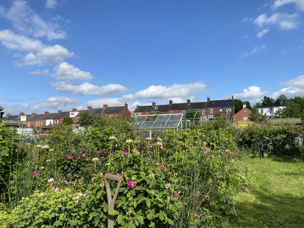 A digital photograph (landscape, colour), of what looks like a lush garden in summertime on a sunny afternoon. There is blue sky and a row of red brick terraces in the distance. In the foreground is what looks like a large garden bed of shrubs with pinky purple flowers and green leaves, as well as some perennials but the details aren't clear. There is a greenhouse behind the shrubs, and a grassy lawn to the right. 