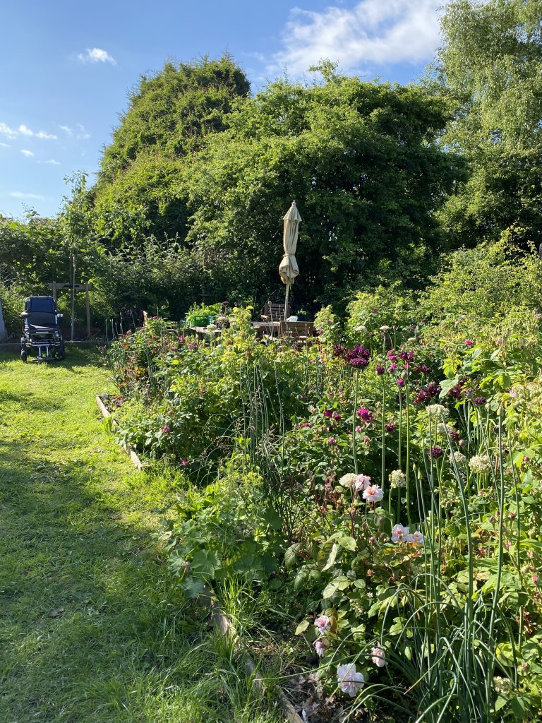 A digital photograph (portrait, colour), of what looks like a lush garden in summertime on a sunny afternoon. The image shows a green grassy path to the left of the image which runs along a busy garden boarder bursting with plants with pinky purple flowers. Some are large shrubs with green leaves and others are perennials with long stems. To the top left at the end of the garden sits an empty electric wheelchair under a small tree and in front of a green hedge. To the back right is a large green tree with a table and chairs and closed parasol in front of it. 