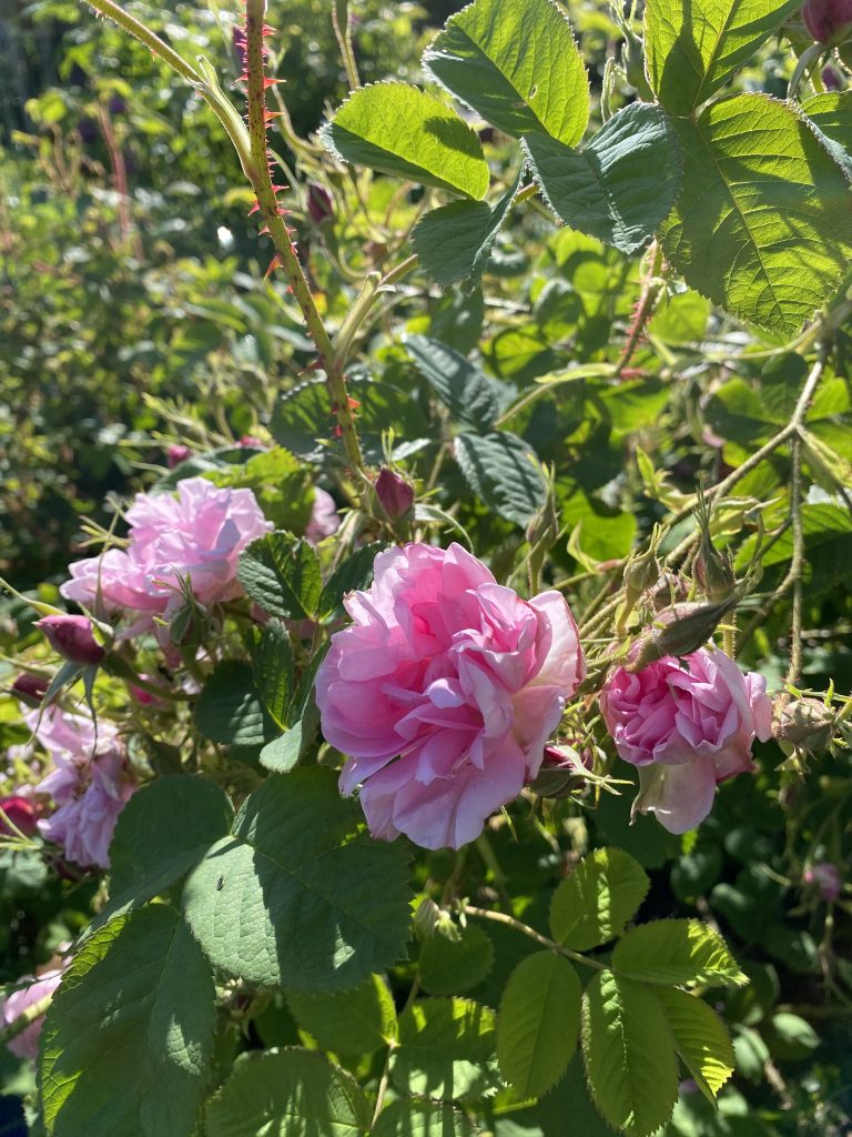 A digital photograph (portrait, colour) of what looks like a close image of a number of roses in bloom. The flowers are bright pink in the centre fading to pale pink at the edges. The petals are big and blousy and crumpled at the centre giving a very loose and relaxed structure. Surrounding the flowers are lots of buds, stems and green leaves. It is a sunny day. 