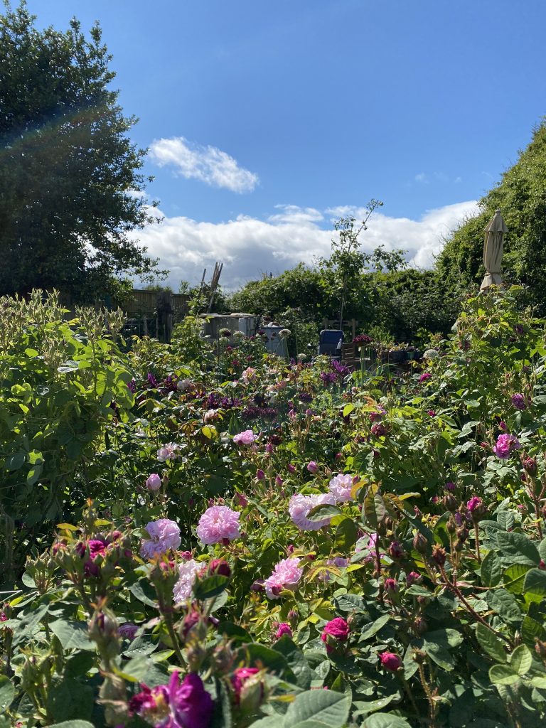 A digital photograph (portrait, colour), of what looks like a lush garden in summertime on a sunny afternoon. The foreground of the image is busy garden boarder bursting with plants with pinky purple flowers. Some are large shrubs with green leaves and others are perennials with long stems. There are pink roses dotted about that are clearly visible in the foreground. In the background at the end of the garden sits an empty electric wheelchair under a small tree and in front of a green hedge. It is only just visible behind the mass of plants and flowers creating a sea of green and colour. It is a bright sunny day with blue sky. 
