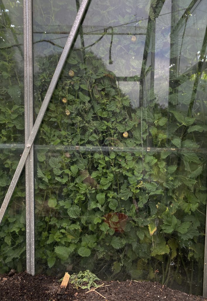 A digital photograph (portrait, colour), of what looks like the interior of a greenhouse. There is dry, brown soil at the bottom of the image, with thin struts of grey aluminum supports running vertically up the left of the image, with a bracing piece running at an angle across it. Behond the large panels of glass we can see a mass of green foliage with what looks like yellow snail shells hanging seemingly suspended between the greenery and the glass. The foliage is dense and thick, and we cannot see anything behind it. It looks like to could be nettles but it isnt clear. There are a number of reflections in the glass caprturing the rest of the greenhouse structure and other shapes. There looks like there may be a figure captured in the reflection of the glass, with them wearing a patterned jumper and a cap, but it is only faintly visible. At the base of the glass lies a small heap of wilted leaves from a plant as if wilted in heat. The image is strange, ordinary and calm. 