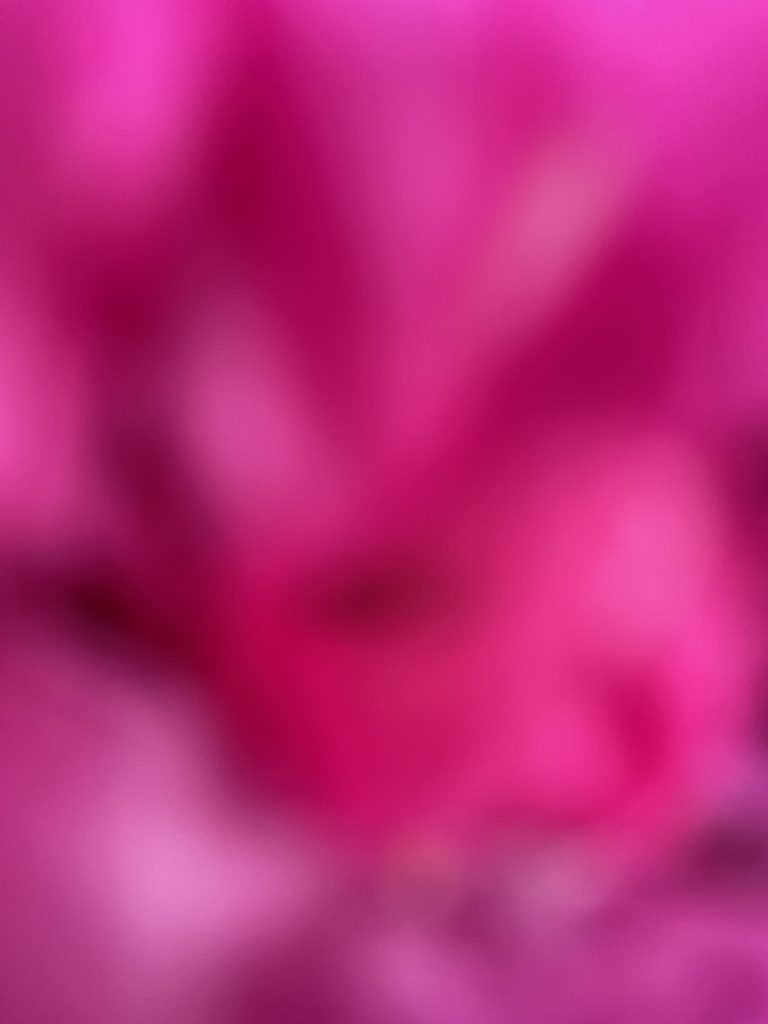 A digital photograph (portrait, colour), of what looks like an abstract image in shades of bright pink, fuschia, deep reds and burgundy. It looks like some kind of far off star nebulas, and it also looks like a an image caught on an iphone of the inside of someone's pocket; deep colours in a soft crumpled blurring centres, bright light spots across the image. There is a hint of the image depicting some kind of organic shape, but it is still very abstract.