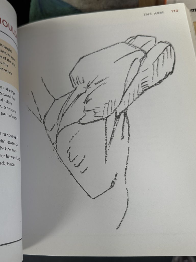 A page from a book showing a drawing of a shoulder with every muscle clearly highlighted.