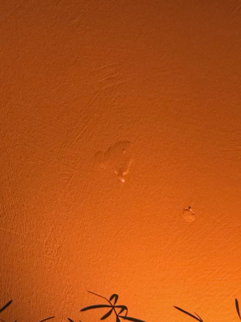 A subtly textured wall with small lumps and marks on it is illuminated by a warm, orange light. The tips of leaves from a house plant creep up at the bottom.