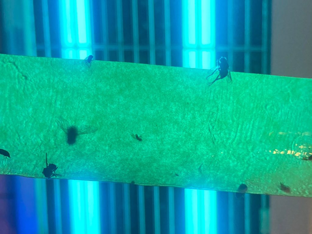 A close up photograph of small dark fruit flies, stuck or walking on a lime green surface that crosses the image. It is unclear if the green shape is fly tape or a tube, but fluorescent turquoise lights in the background colour the image in an unreliable fashion.