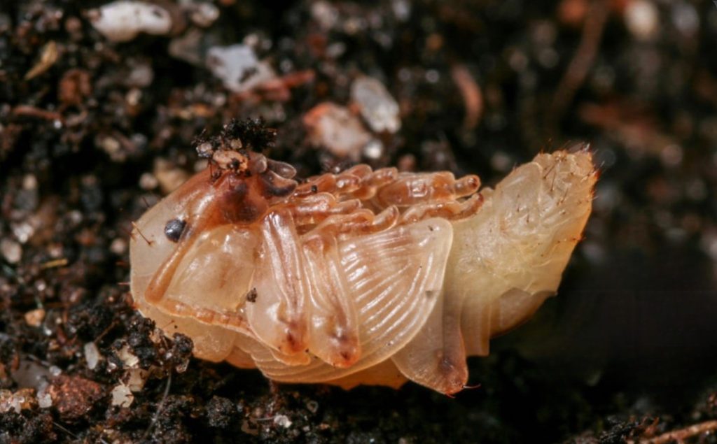 Close-up photograph of the translucent, amber-coloured larval stage of a black vine weevil, lying on dark soil with its legs and segmented body clearly visible curled up. 