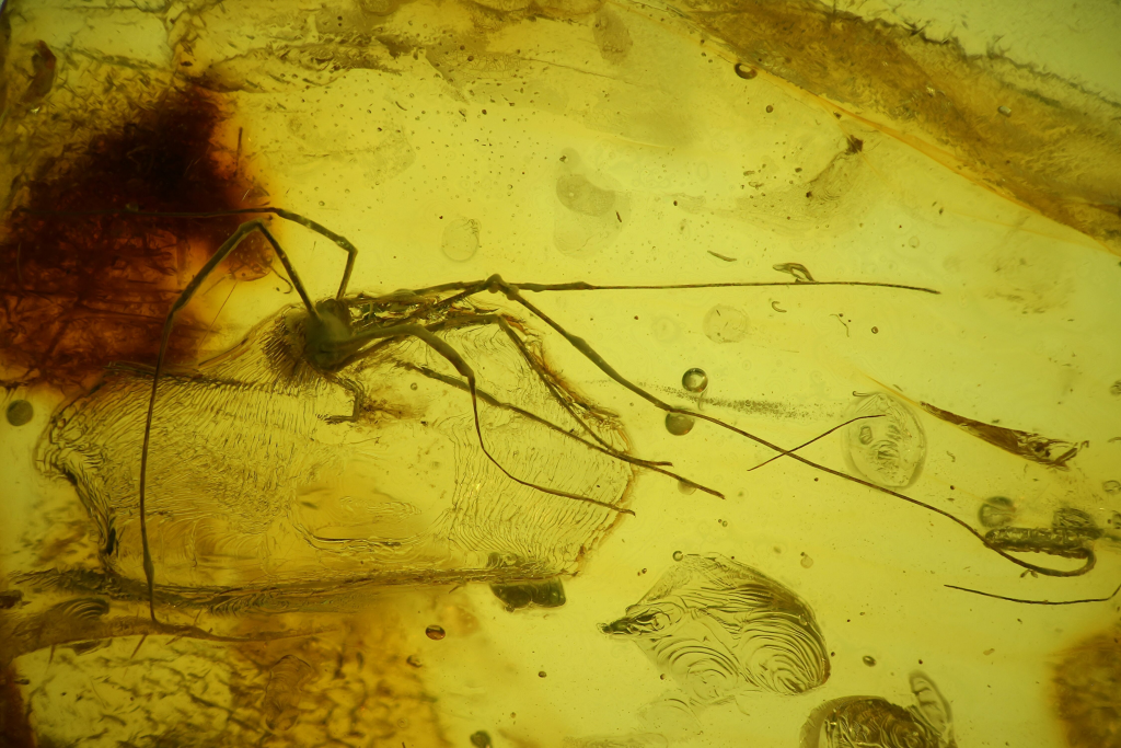 A daddy long-leg preserved in yellow resin, with its long legs stretching across the image. Also visible is other fragments, bubbles and organic traces.